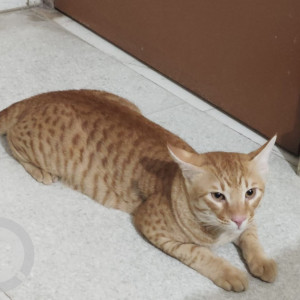 Missing: Orange Male Not available Cat from Okhla vihar near classic bakery New delhi 110025