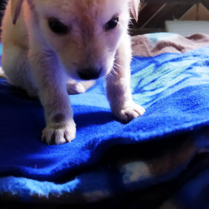 Missing: White Male Street dog Dog from Kamla nagar (Gahann)