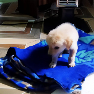 Missing: White Male Street dog Dog from Kamla nagar (Gahann)-4