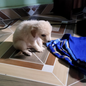 Missing: White Male Street dog Dog from Kamla nagar (Gahann)-3