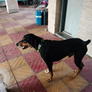 Found: Black and Brown Male Not available Dog from Handewadi, Pune