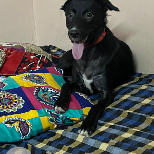 Missing: Black and White Female Indie Dog from Mandoli-2