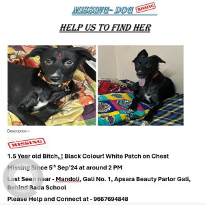 Missing: Black and White Female Indie Dog from Mandoli
