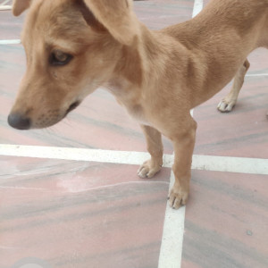 Missing: Brown Male Street Dog from C-block vikas puri adarsh public school