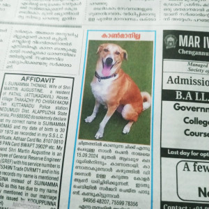 Missing: White-Brown Mix Female Indie Dog from Kalavoor, alappuzha-2