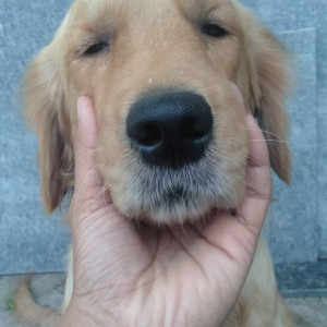 Found: Brown Female Golden retriever Dog from sector 24-B Chandigarh