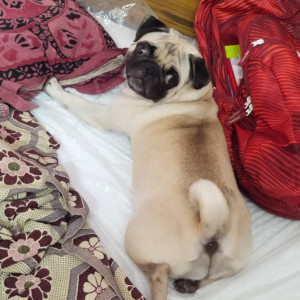 Missing: Grey-White Mix Female Pug Dog from Sathyamurthy nagar, kathirvedu, chennai 66