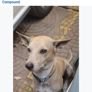 Missing: Light Brown Male Indie Dog from Krishna residency Malad West-2