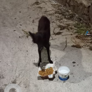 Found: Black Male Spitz cross / Pomeranian Dog from Cantonment road - defence colony 1st Avenue junction