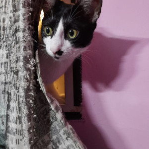 Missing: Black and White Male Indie( White and Black) Cat from Global City International School, Malleshpalya, Bangalore-560075-3