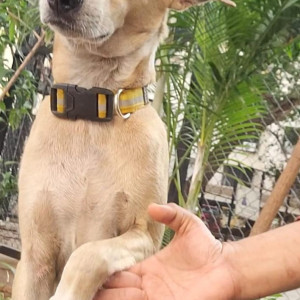 Missing: Light Brown Male Indie Dog from Krishna residency Malad West