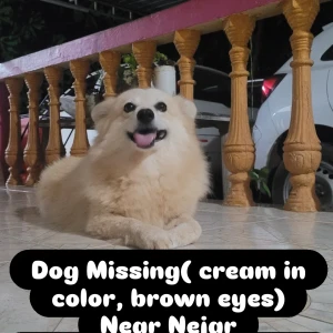Missing: Other Female Pomerian mix Dog from Nejar, santhekatte-3