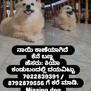 Missing: Other Female Pomerian mix Dog from Nejar, santhekatte-2
