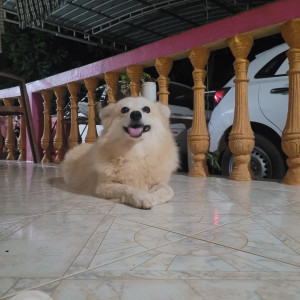 Missing: Other Female Pomerian mix Dog from Nejar, santhekatte