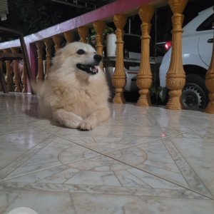 Missing: Other Female Pomerian mix Dog from Nejar, santhekatte-4