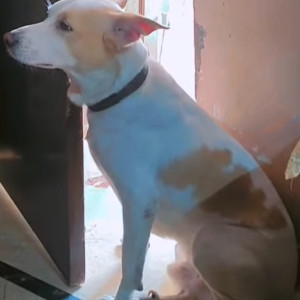 Missing: White-Brown Mix Male Not available Dog from Dayalbagh Agra