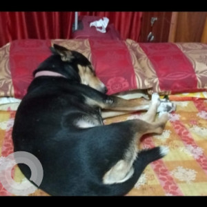 Missing: Black Female Indie dog Dog from Sant Nirankari Sarovar Ground,near sant nagar,Delhi 110084