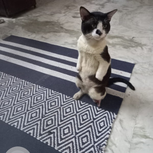 Missing: Black and White Male Indian cat Cat from Gatala Vijaya Apartments, 1st Street, Ashok Nagar, Chennai-600083