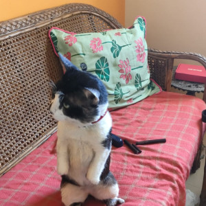 Missing: Black and White Male Indian cat Cat from Gatala Vijaya Apartments, 1st Street, Ashok Nagar, Chennai-600083