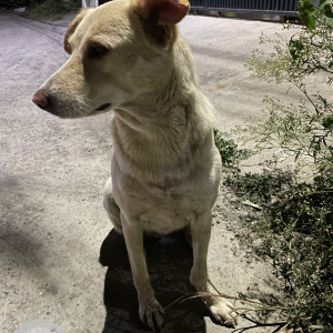 Found: Golden Male Labra mix Dog from Canal road-2