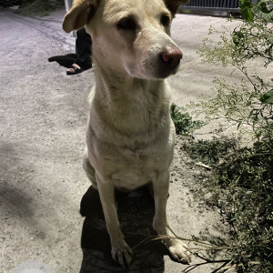 Found: Golden Male Labra mix Dog from Canal road