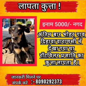 Missing: Black and Brown Male Rottwiller Dog from Bohar Village Dihawa , Varanasi