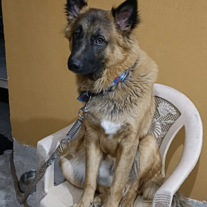 A Black and Brown German shepherd Dog Missing from Ranchi-2