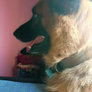 A Black and Brown German shepherd Dog Missing from Ranchi-4
