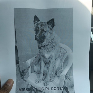 A Black and Brown German shepherd Dog Missing from Ranchi-3