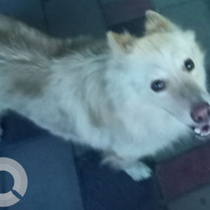 A White-Brown Mix Pomeranian Dog Found from HITEC City, Hyderabad