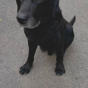 A Black Lab Dog Missing from #65 , yellchenahalli,  Ashwini Bakery , Kumaraswamy layout
