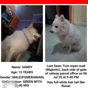 A White Pomeranian Dog Missing from Gandhinagar, Bengaluru