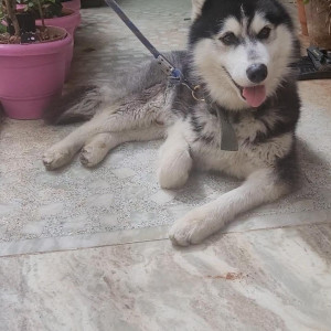 A Black and White Husky Dog Missing from 2nd Block,, Bengaluru-2