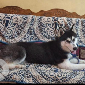 A Black and White Husky Dog Missing from 2nd Block,, Bengaluru