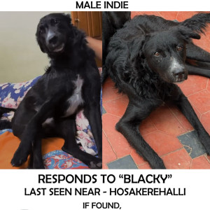 Missing: Black Male Indie Dog from Hosakerehalli, Sapthagiri Layout, Ittmadu