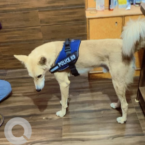 Golden Male Indie Dog is Missing from Tehla, rajgarh,Alwar ,dausa-3