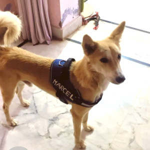 Golden Male Indie Dog is Missing from Tehla, rajgarh,Alwar ,dausa-2