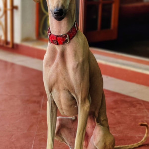 Missing: Light Brown Male Chippi paarai Dog from Sathyamoorthy Nagar, Thiruvottiyur