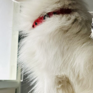 A White Pomeranian Dog Missing from Bengaluru-3