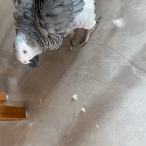 Missing: Grey Male African Grey Parrot Bird from Gota Ahmedabad-3
