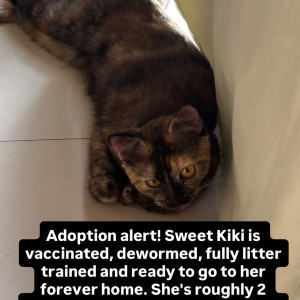 A Black and Brown Indie Cat Found from Ashraya Layout, Bengaluru