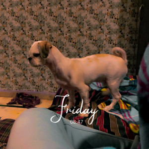 Missing: White Male Shih tzu Dog from wadhawa Ram colony panipat-4