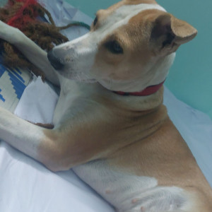A White-Brown Mix Indie Dog Missing from Arappalayam, Madurai