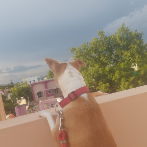 A White-Brown Mix Indie Dog Missing from Arappalayam, Madurai-2