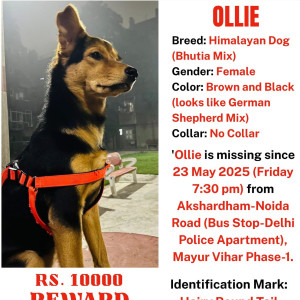 A Black and Brown Himalayan Bhutiya mix looks like German shepherd mix Dog Missing from Delhi NCR-3