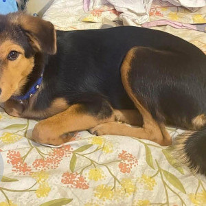 A Black and Brown Himalayan Bhutiya mix looks like German shepherd mix Dog Missing from Delhi NCR-2