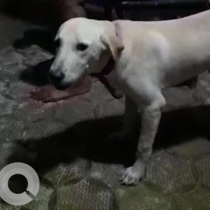 Missing: White Male Labrador Dog from Nittur udupi