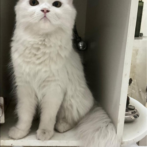 A White Persian Cat Missing from Bani Park, Jaipur-3