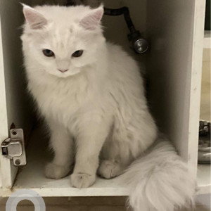 A White Persian Cat Missing from Bani Park, Jaipur-2