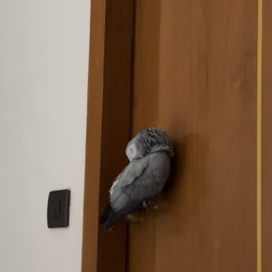 Missing: Grey Male African Grey Parrot Bird from Gota Ahmedabad-4